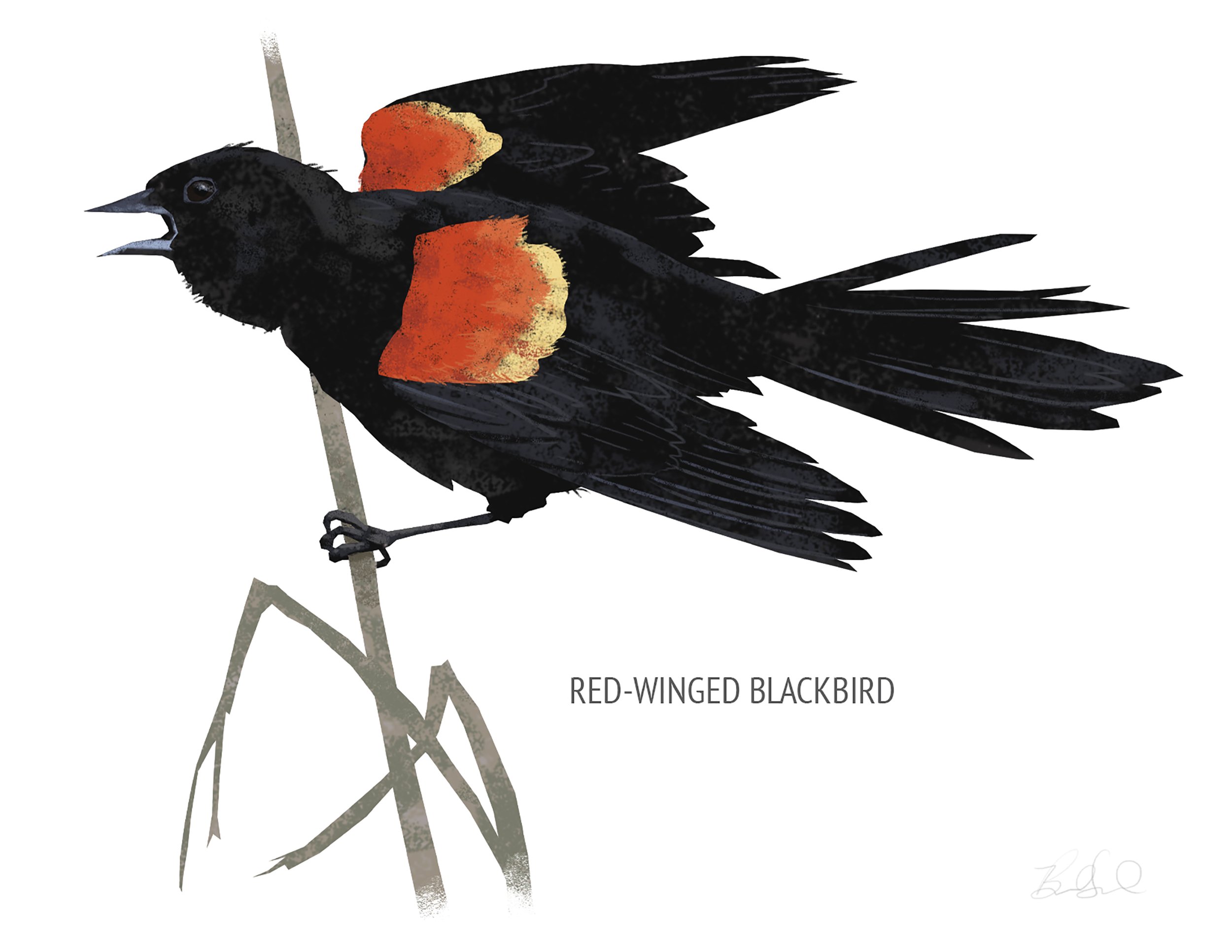 Red-winged Blackbird_cardfront.jpg