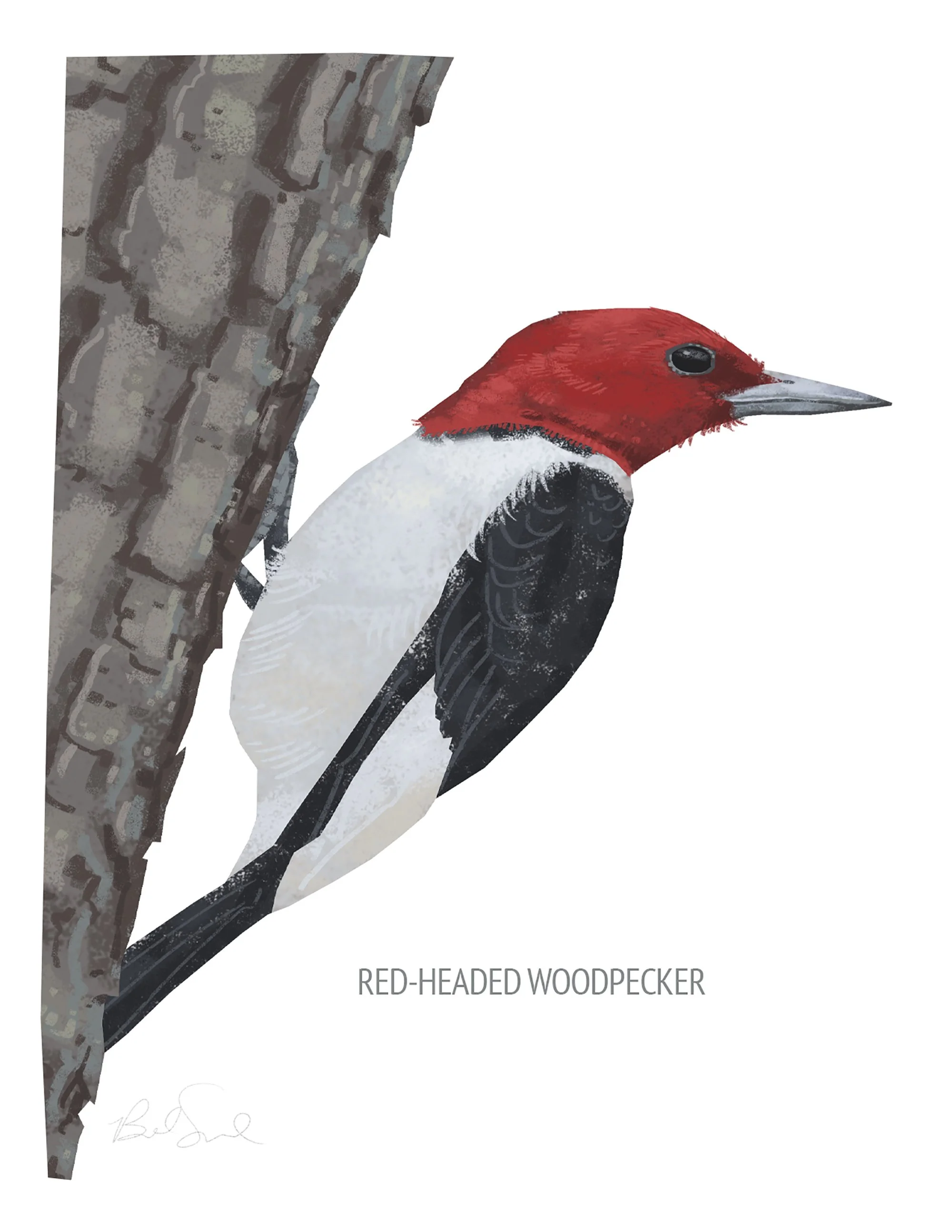 Red-headed Woodpecker_cardfront.jpg