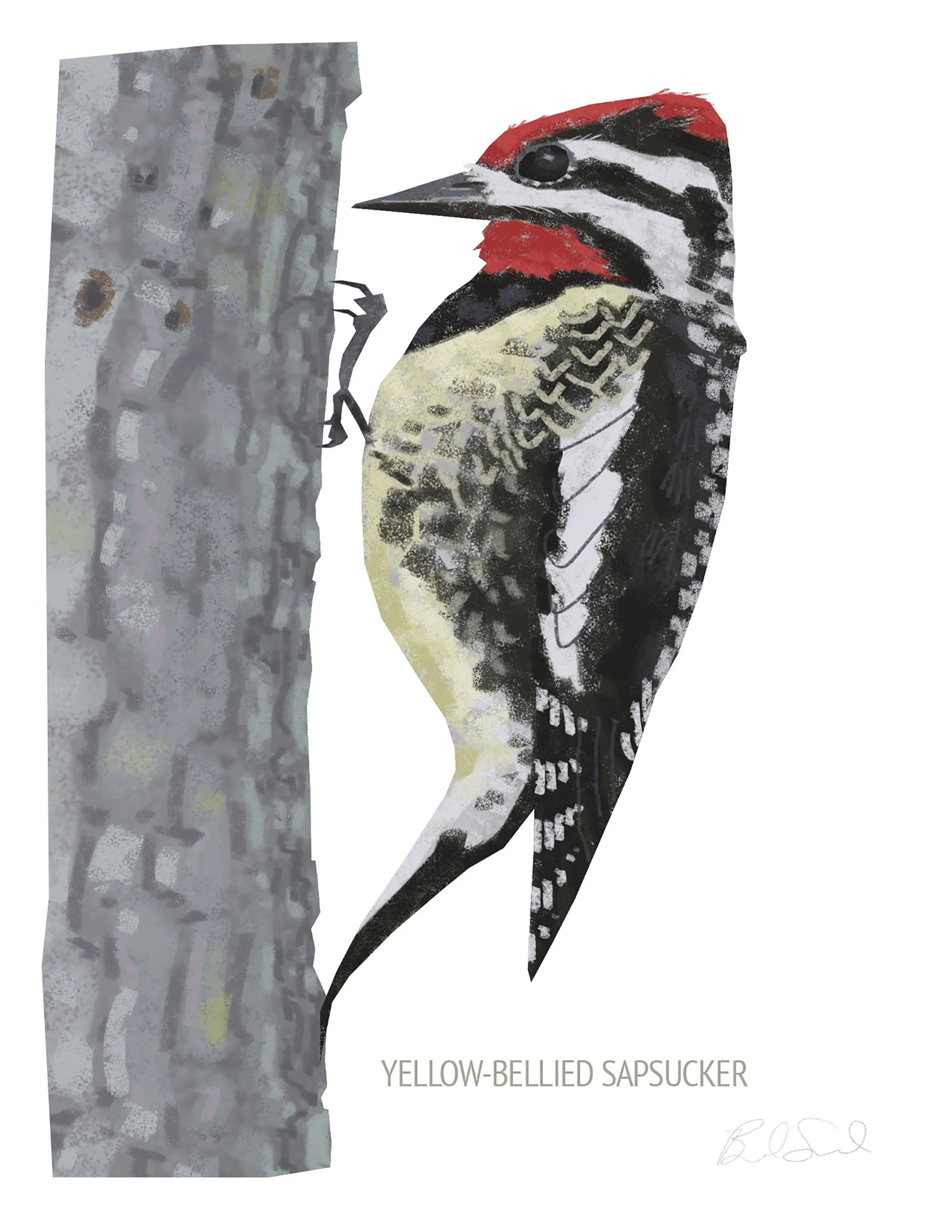 Yellow-bellied Sapsucker_cardfront.jpg