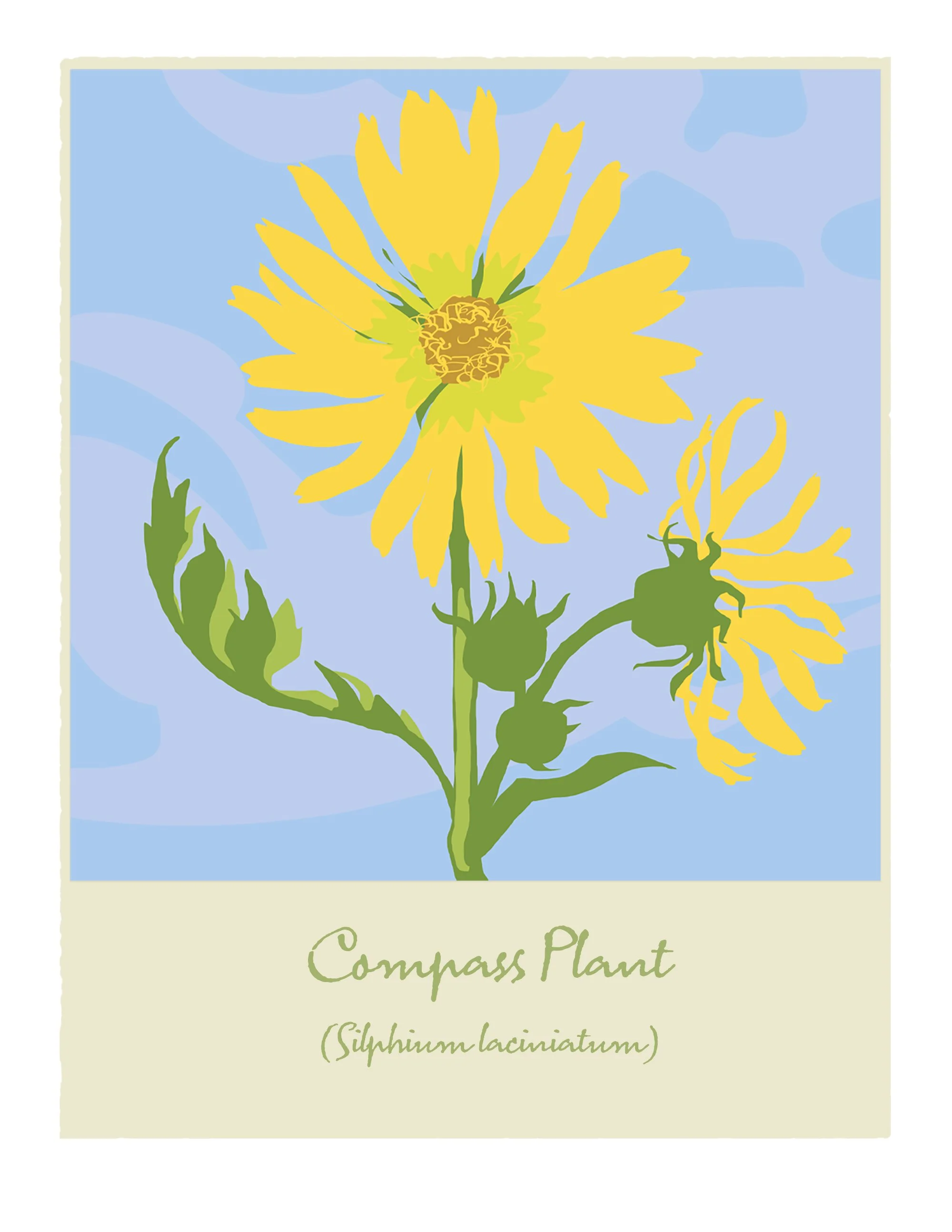 Compass Plant_cardfront.jpg
