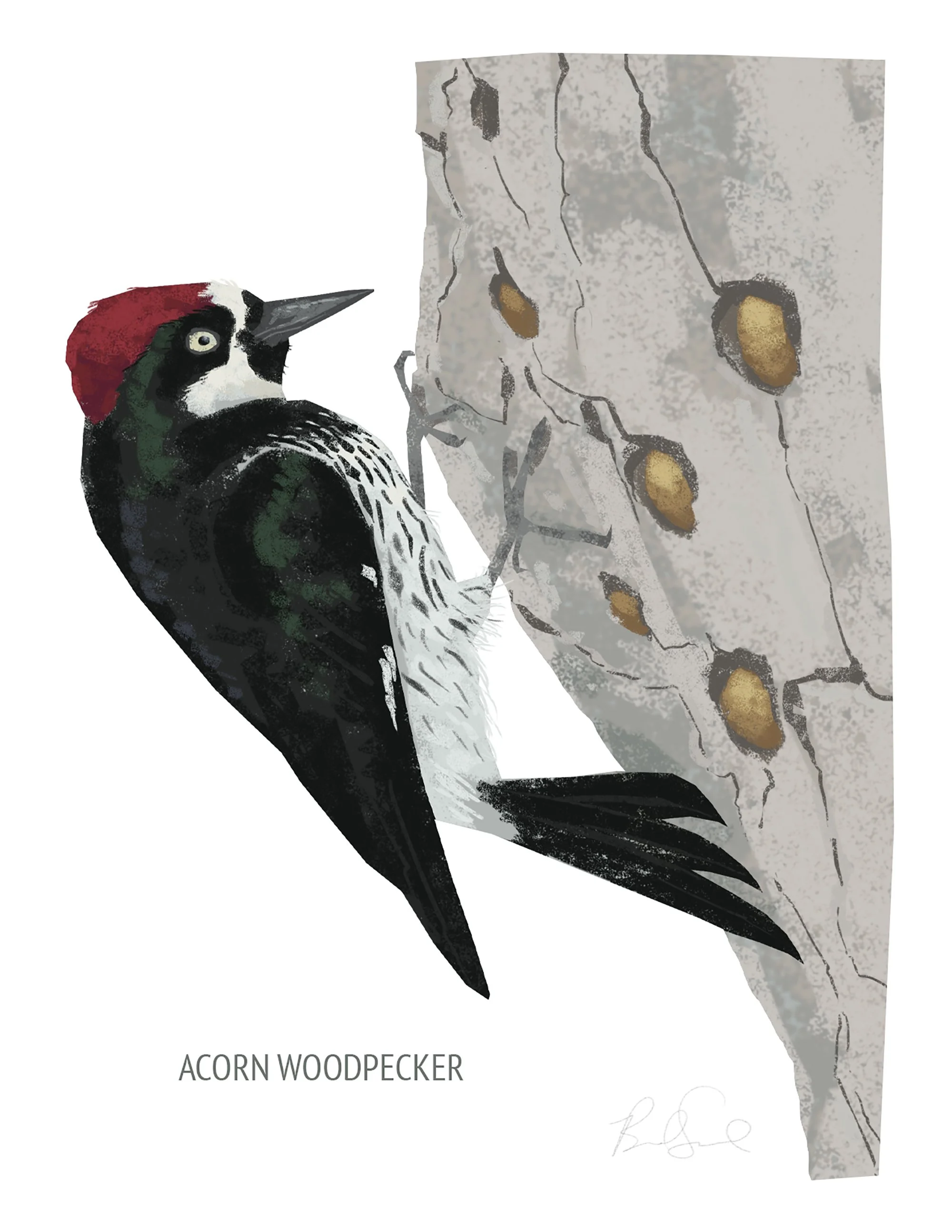 Acorn Woodpecker_cardfront.jpg