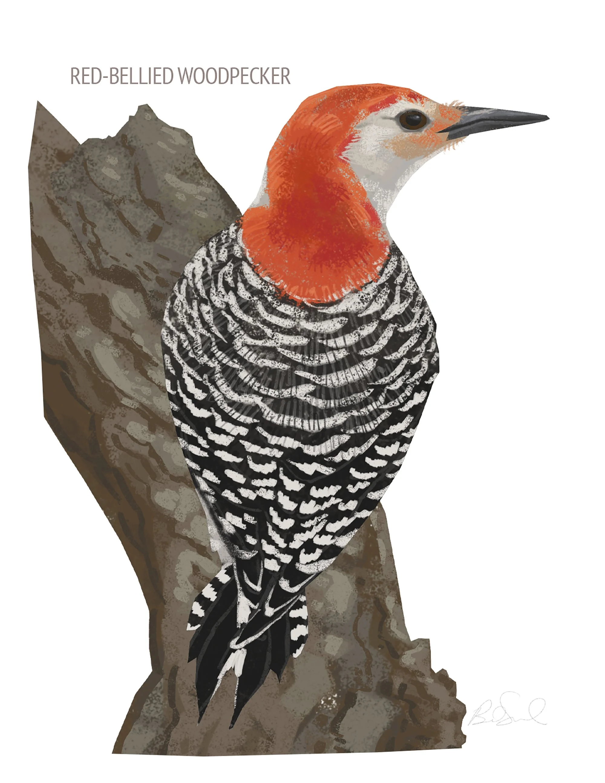 Red-bellied Woodpecker_cardfront.jpg