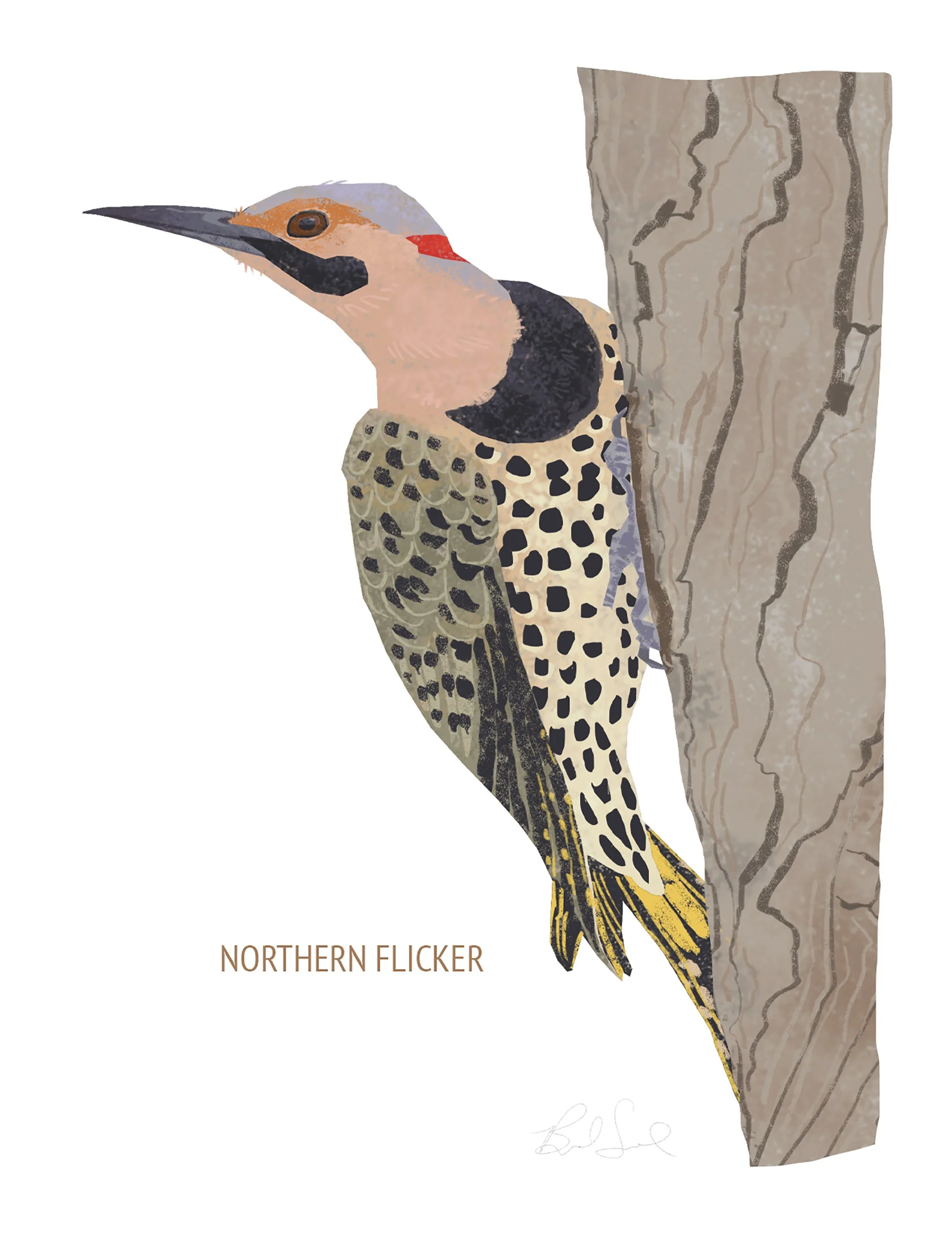 Northern Flicker_cardfront.jpg