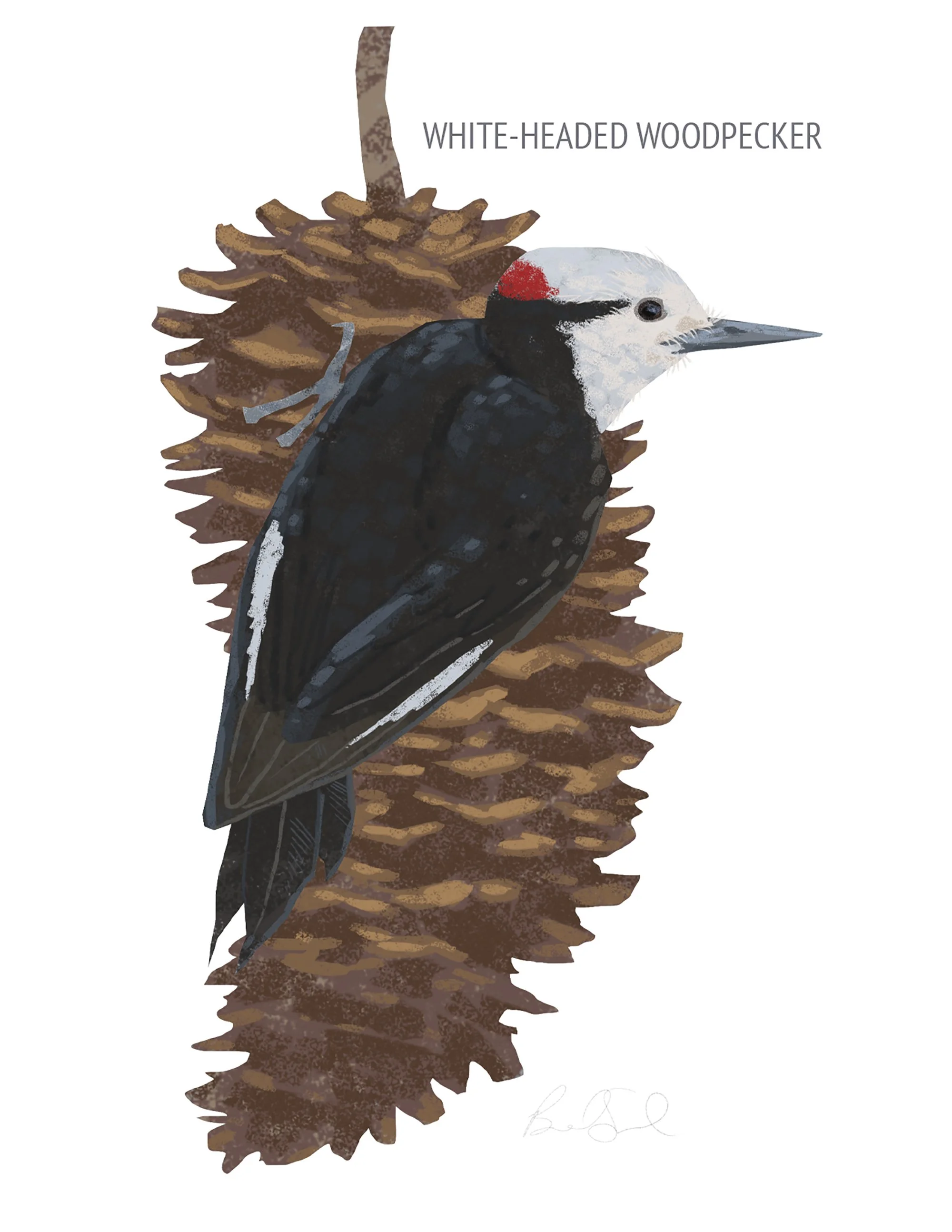White-headed Woodpecker_cardfront.jpg