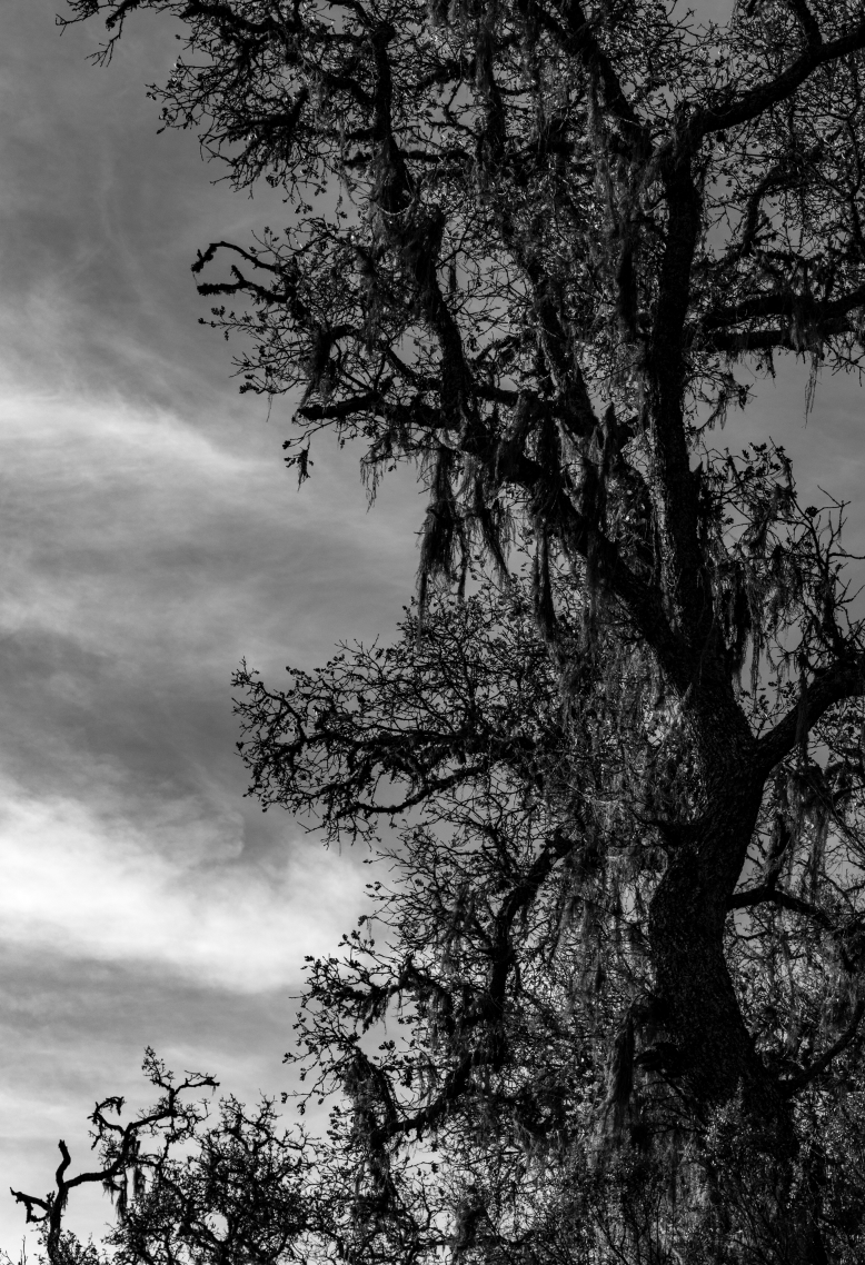 Tree Joseph Grant Park.png