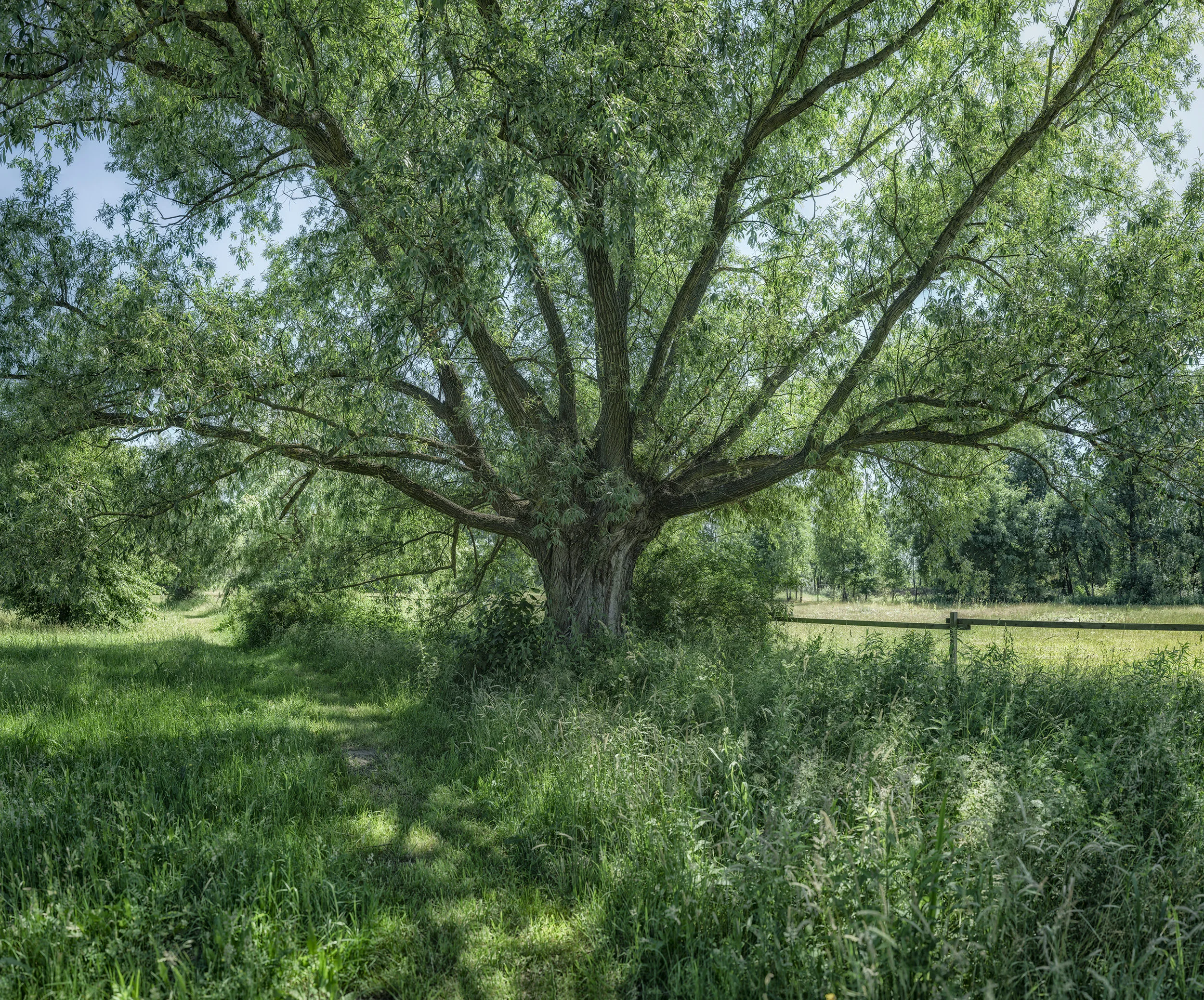 tree of life 180609.jpg