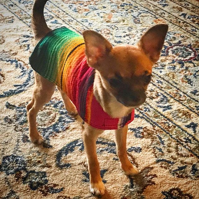 #nationaldressupyourpetday #chilife #chihuahuasofinstagram #chihuahua