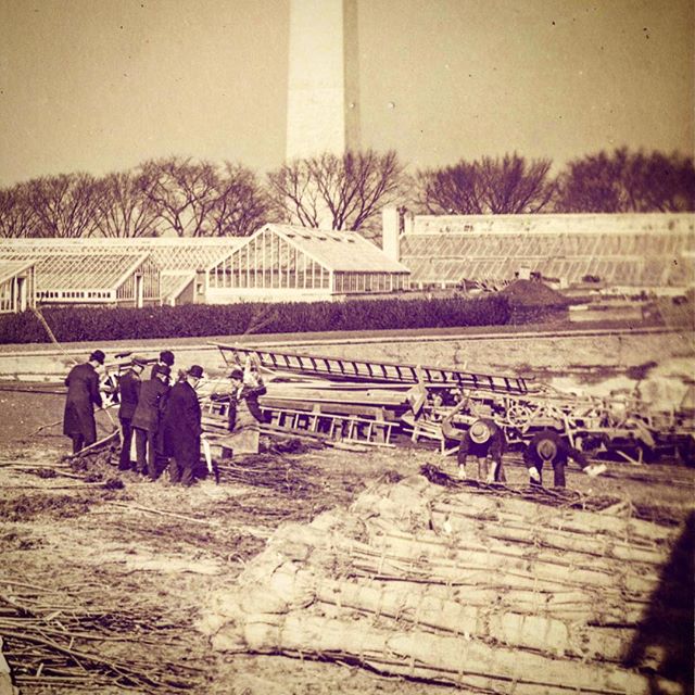 #onthisday (Jan. 28) in 1910 the original gift of ornamental cherry trees from Japan was burned in the shadow of the Washington Monument out of fears over invasive pests. Source: National Agricultural Library. #americancanopy #cherryblossom #american