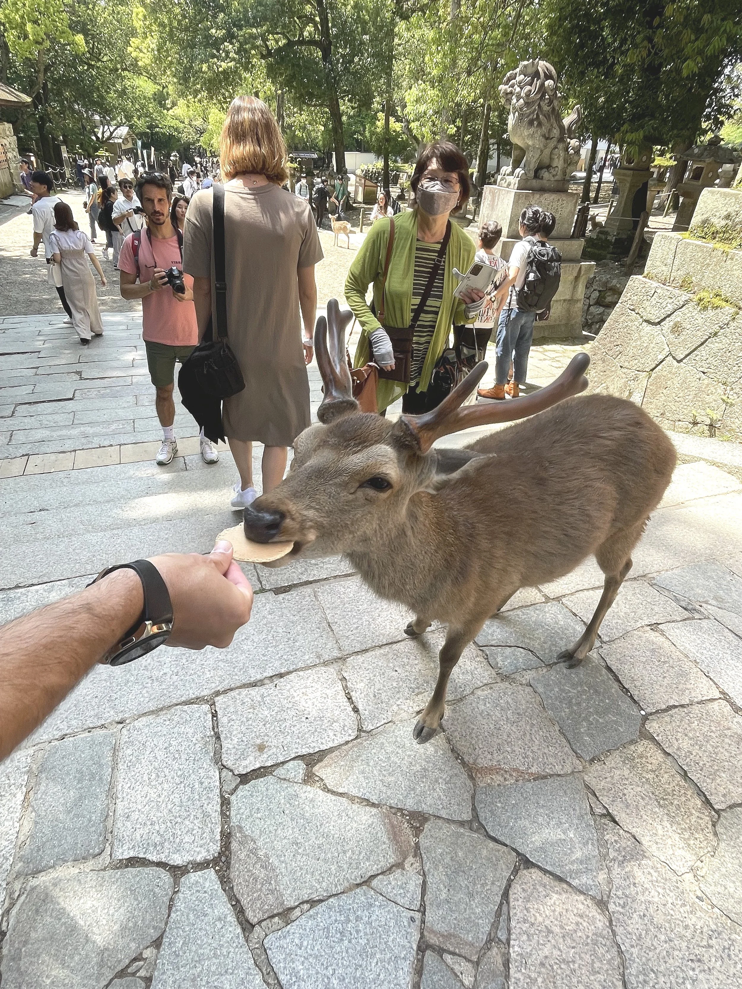 Deer Diary, I love Nara, Japan