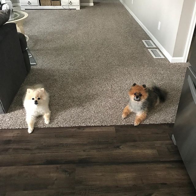 “Is that, uh...Greek yogit? What haha no shut up we don’t care, jus asking for friend haha. Incidentally we love the Greek yogit haha funny coincidence” #dogs #pomeranian #pimerania