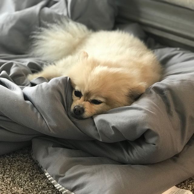 Happy #internationaldogday! My two favorite doges ever! #dogsofinstagram #dogsofig #doge #pomeranian