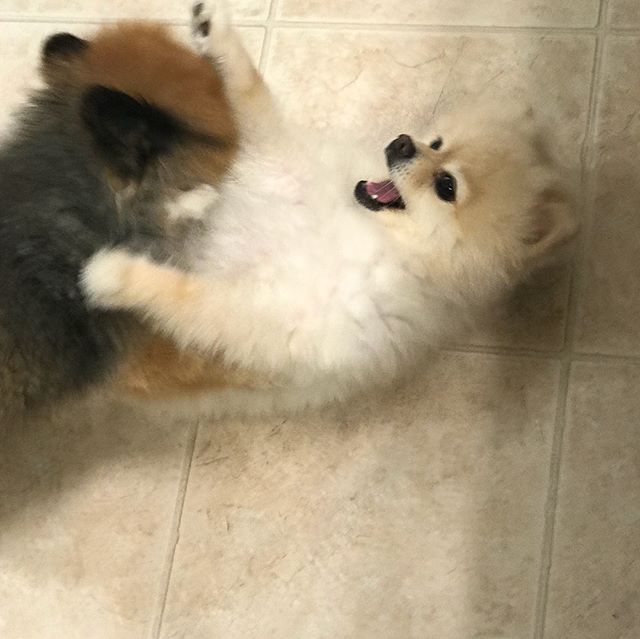 Update: fisticuffs #dogsofinstagram #dogsofig #pomeranian #pomerania #doggo #doge