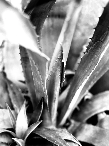 aloe2.jpg