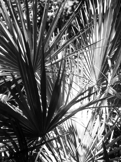 palm1.jpg