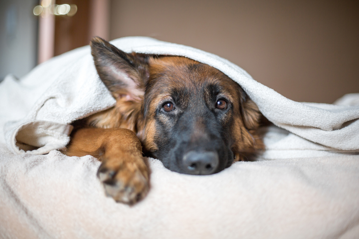 Dog Blog 8.jpg