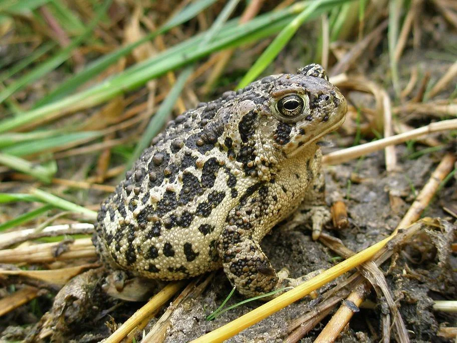 Toad Breeding Surveys
