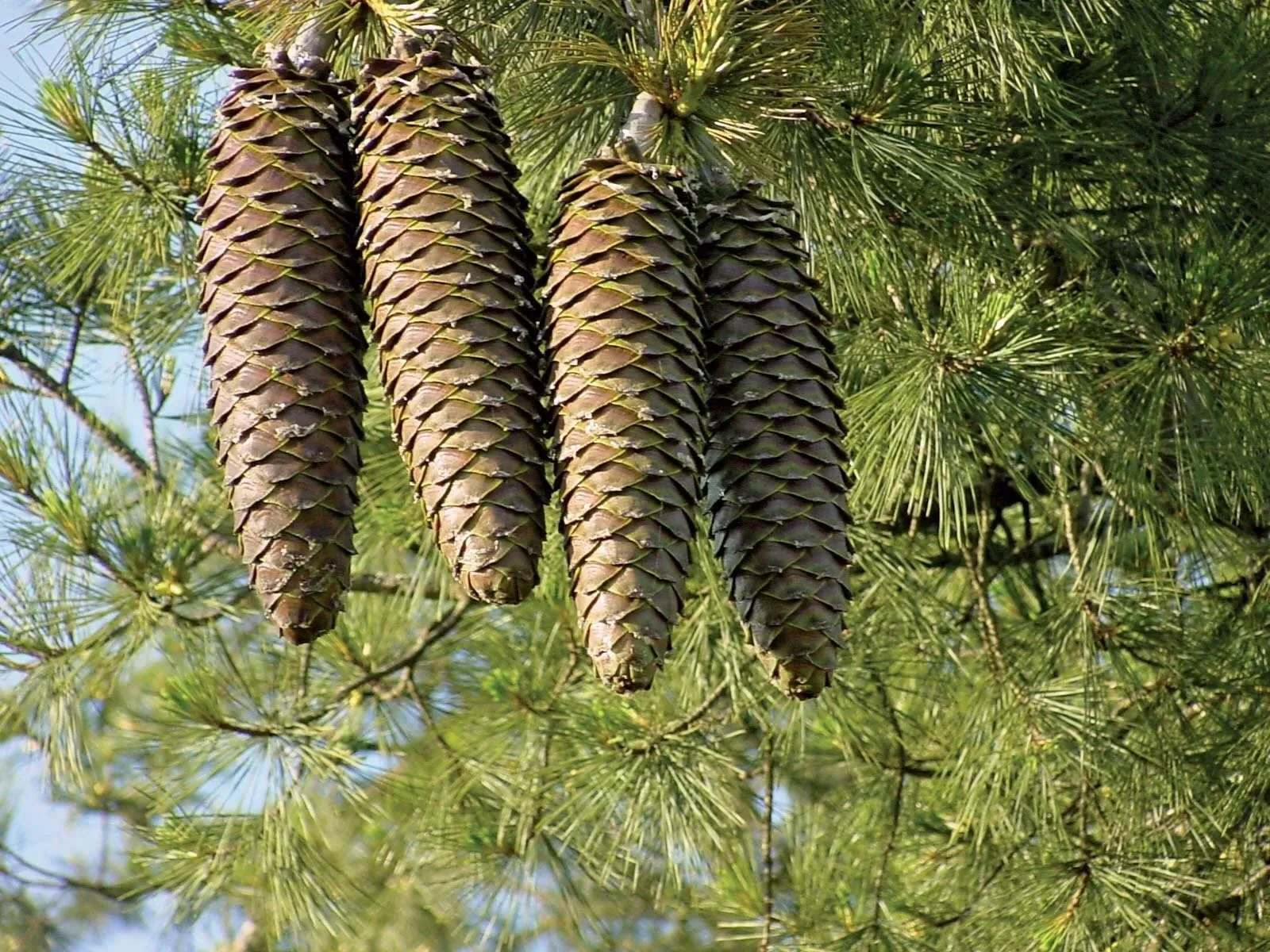 Montessori Pinecone Pickup