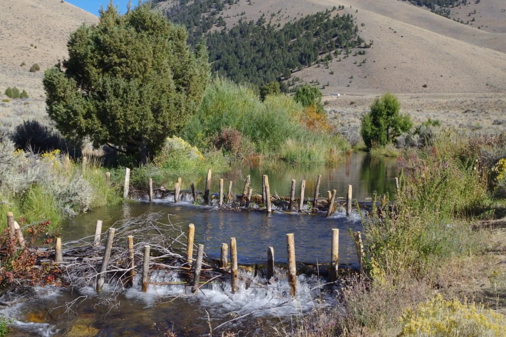 Beaver Dam Analog Installation