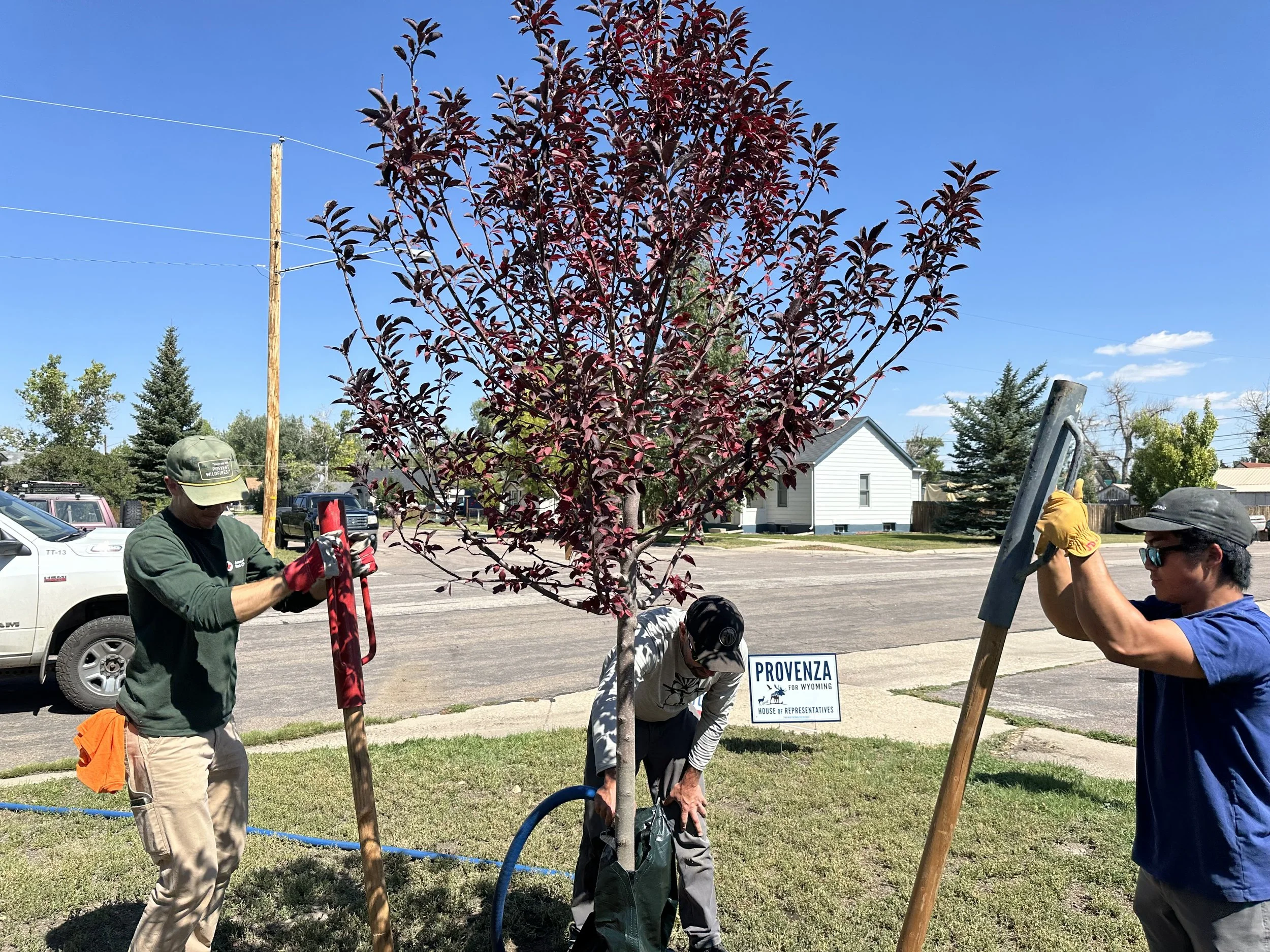 Apply for a tree today!