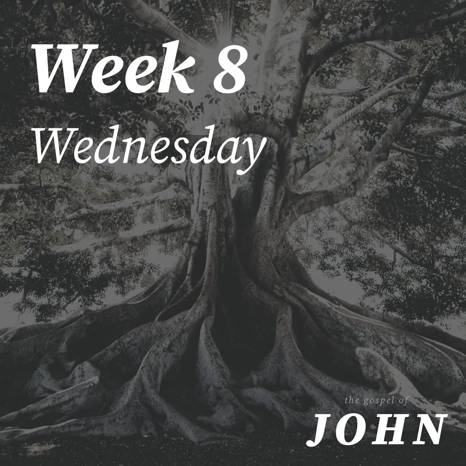 Wednesday | Week 8