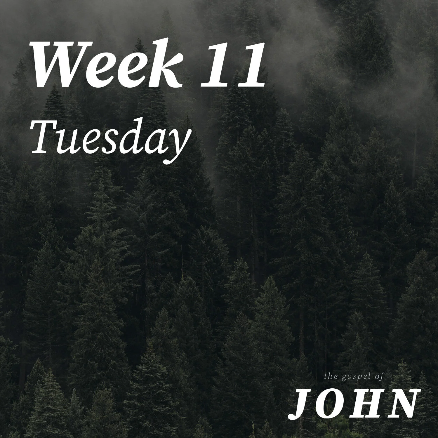 Tuesday | Week 11