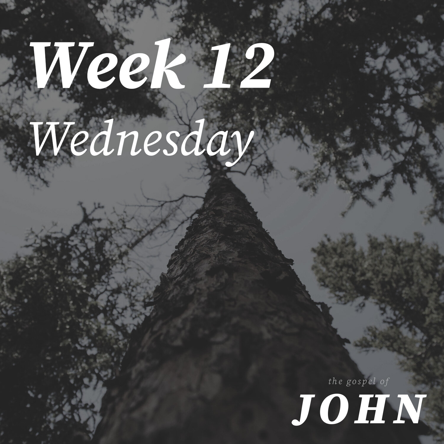 Wednesday | Week 12