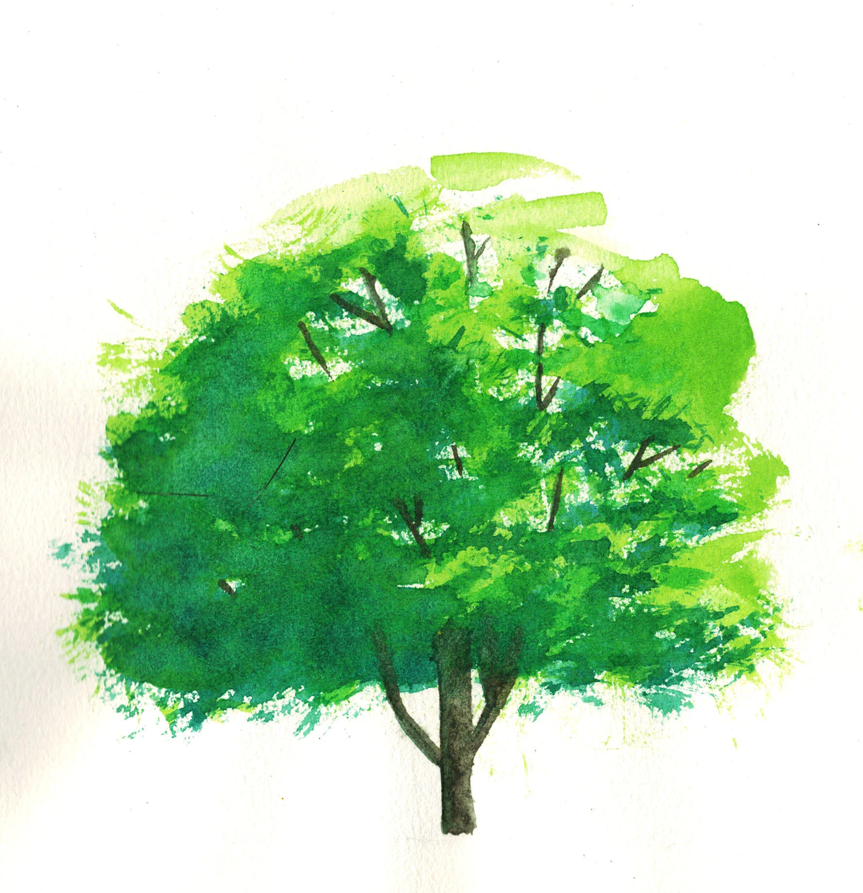 I can draw a tree!