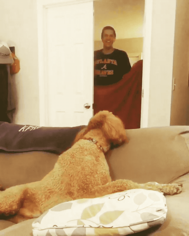 What The Fluff The Fort Da Game Animal Words Project