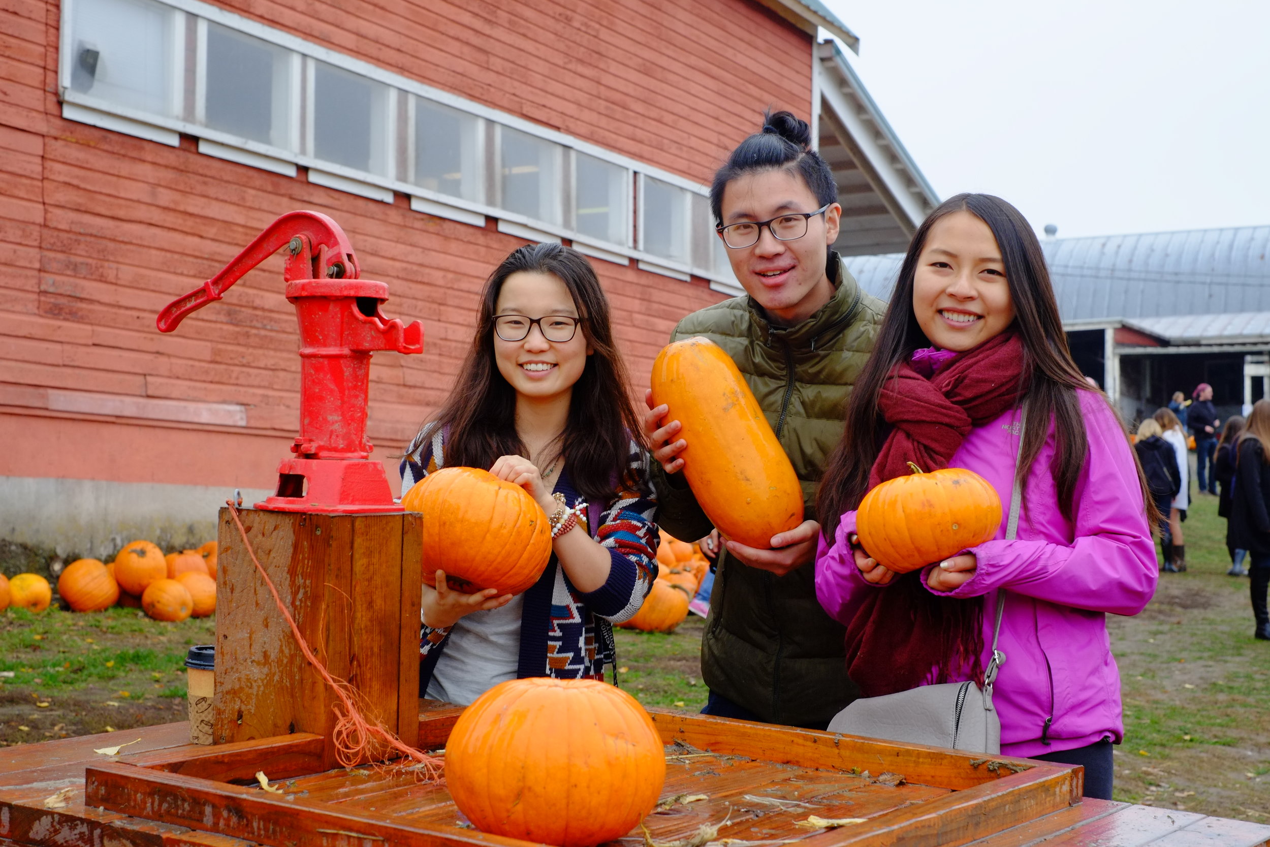 Pumpkin Patch