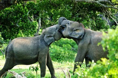 Elephants at Yala National Park. Photo Credit: Hiranya Malwatta