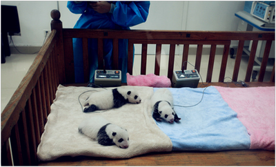 Baby pandas about 30 days after birth