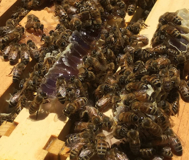 purplehoneycomb2018_web.jpg