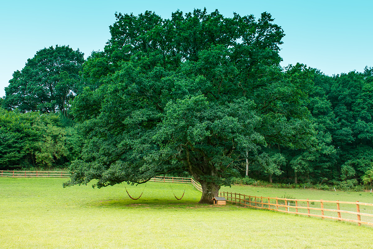 Hidden Wood - Oak Tree.jpg