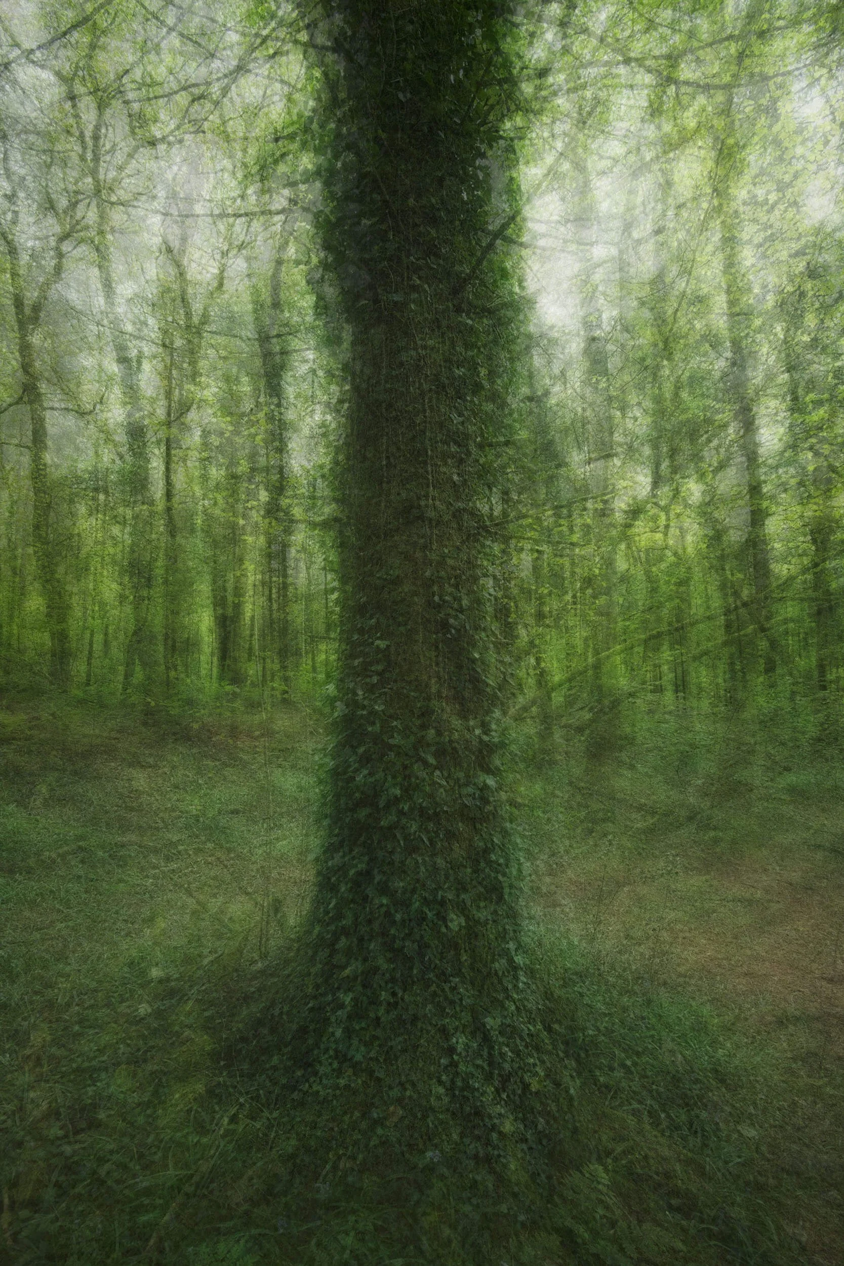 Umbral

An ivy-covered tree rises through the centre of the woodland, its dark form emerging from layers of soft green light and shadow. The surrounding forest dissolves into textured movement and delicate detail, creating an atmosphere that feels bo