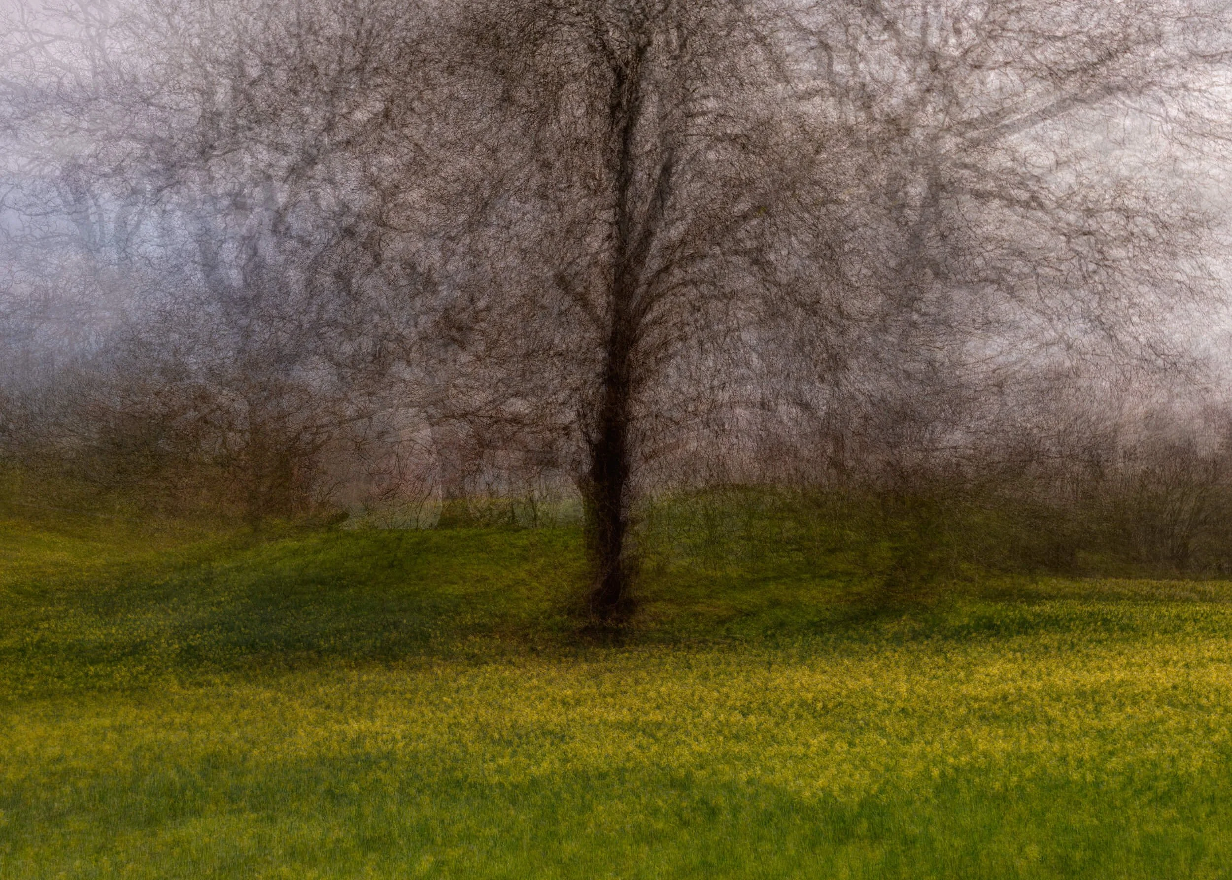 Aureate

A solitary tree stands quietly within a meadow of soft yellow wildflowers, surrounded by the muted textures of early spring. Gentle movement and layered detail soften the landscape, allowing the scene to dissolve into an atmospheric blend of