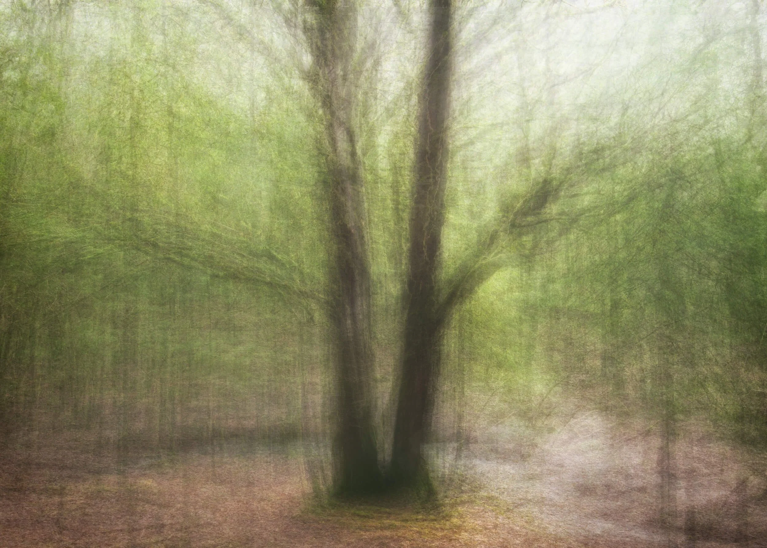 Two intertwined trees form a natural focal point within the woodland, their shapes softened and blended through the circular motion of the camera. The surrounding textures create an impressionist sense of depth, suggesting movement through the forest