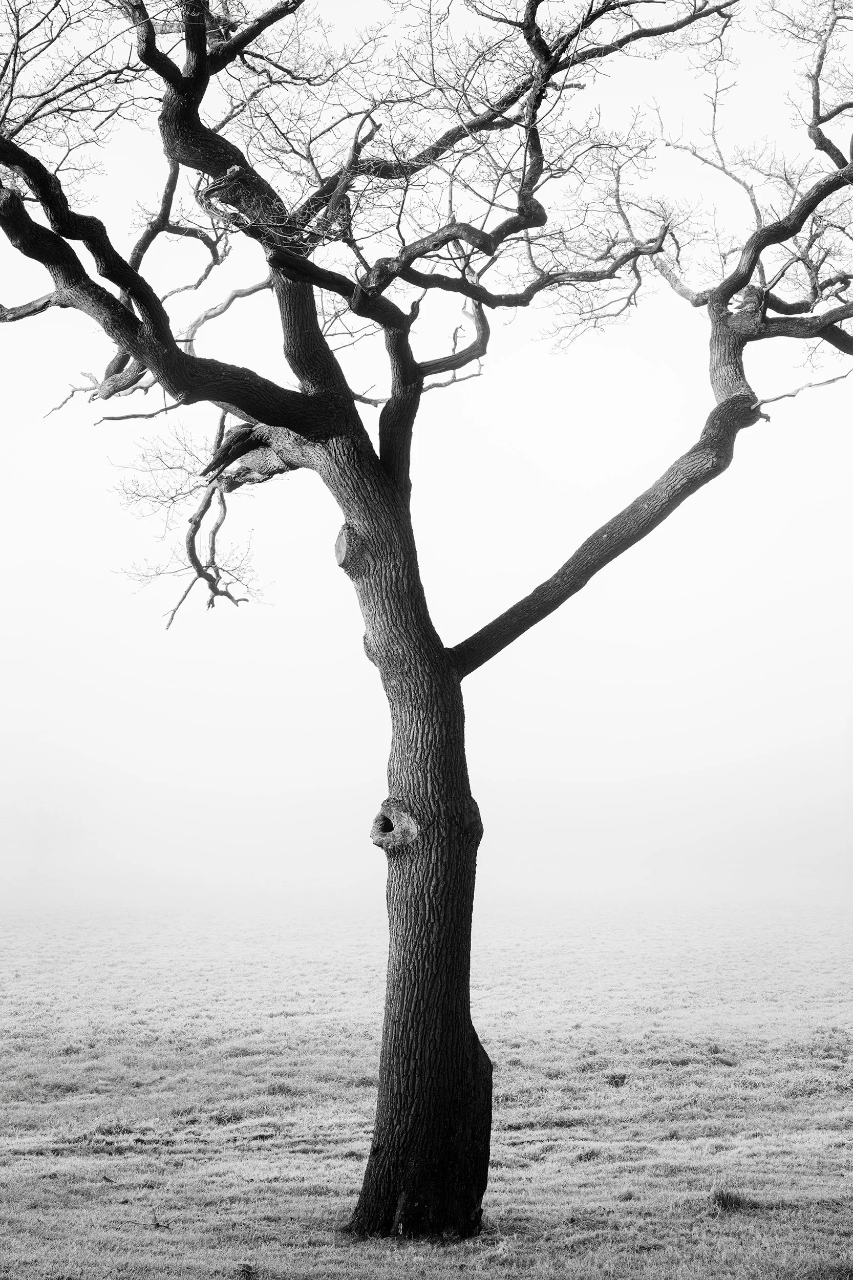 This captivating black-and-white photograph features a leafless tree standing alone in a misty field. The high-contrast, high-key style emphasizes the intricate, bare branches against a foggy, ethereal backdrop. The image evokes a serene and minimali