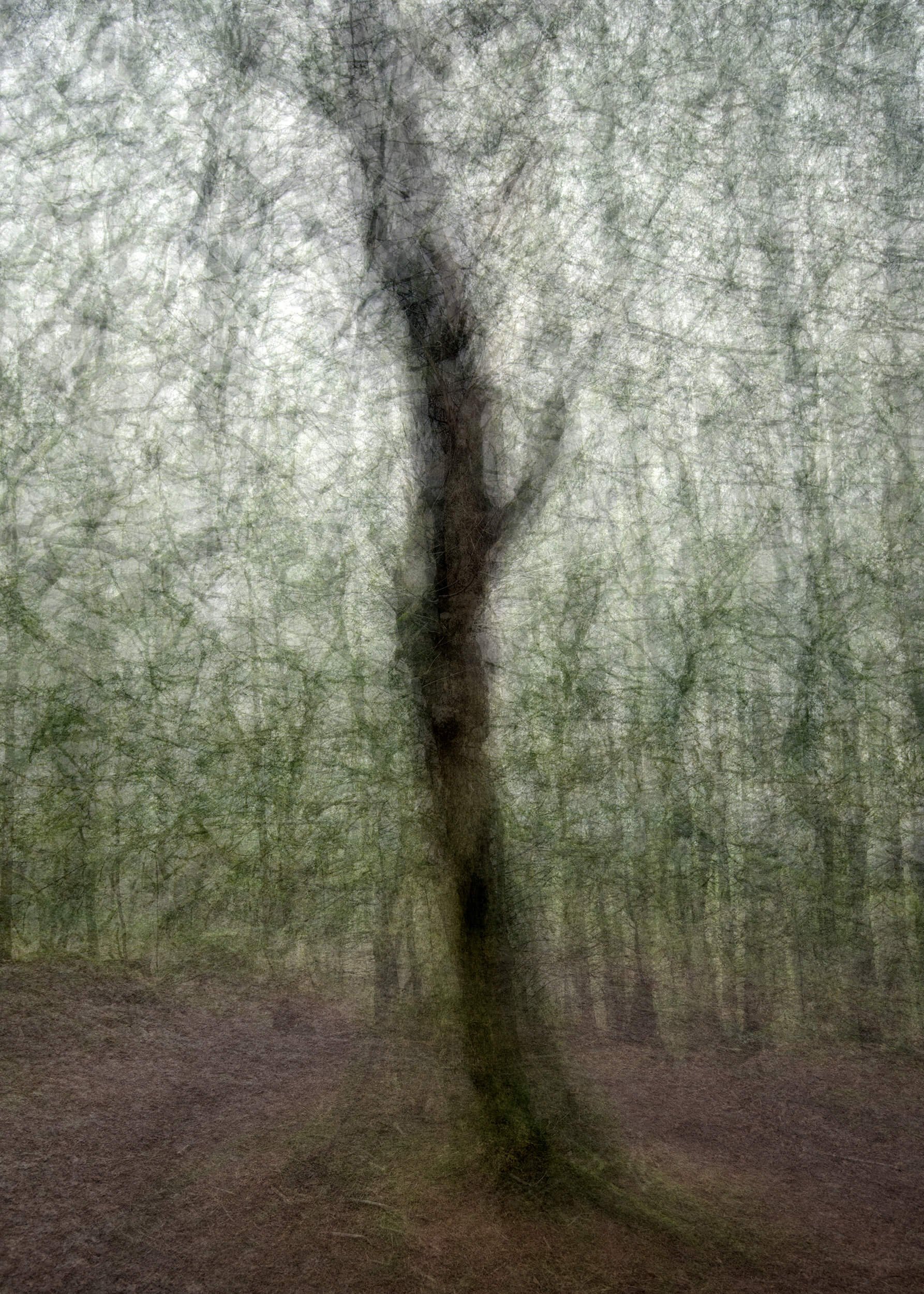 A tall, slender tree rises through a tapestry of fine woodland textures, created by rotating the camera around a central point. The layered lines and subtle tones convey a sense of stillness and quiet rhythm within the forest.