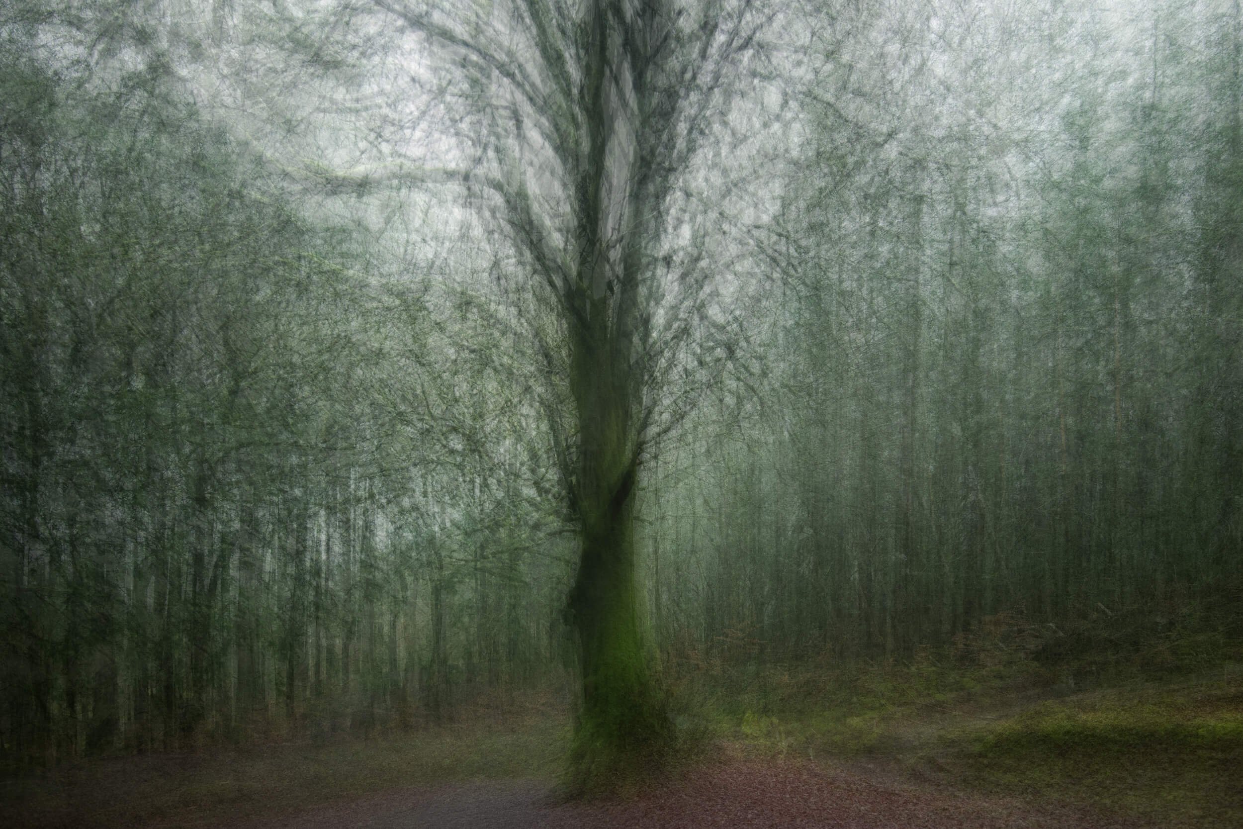 Whisperwood

A mature woodland tree anchors the composition, its moss-covered trunk emerging from a quiet Welsh forest. Using intentional camera movement, the surrounding woodland softens into layered textures of green and shadow, giving the scene a 