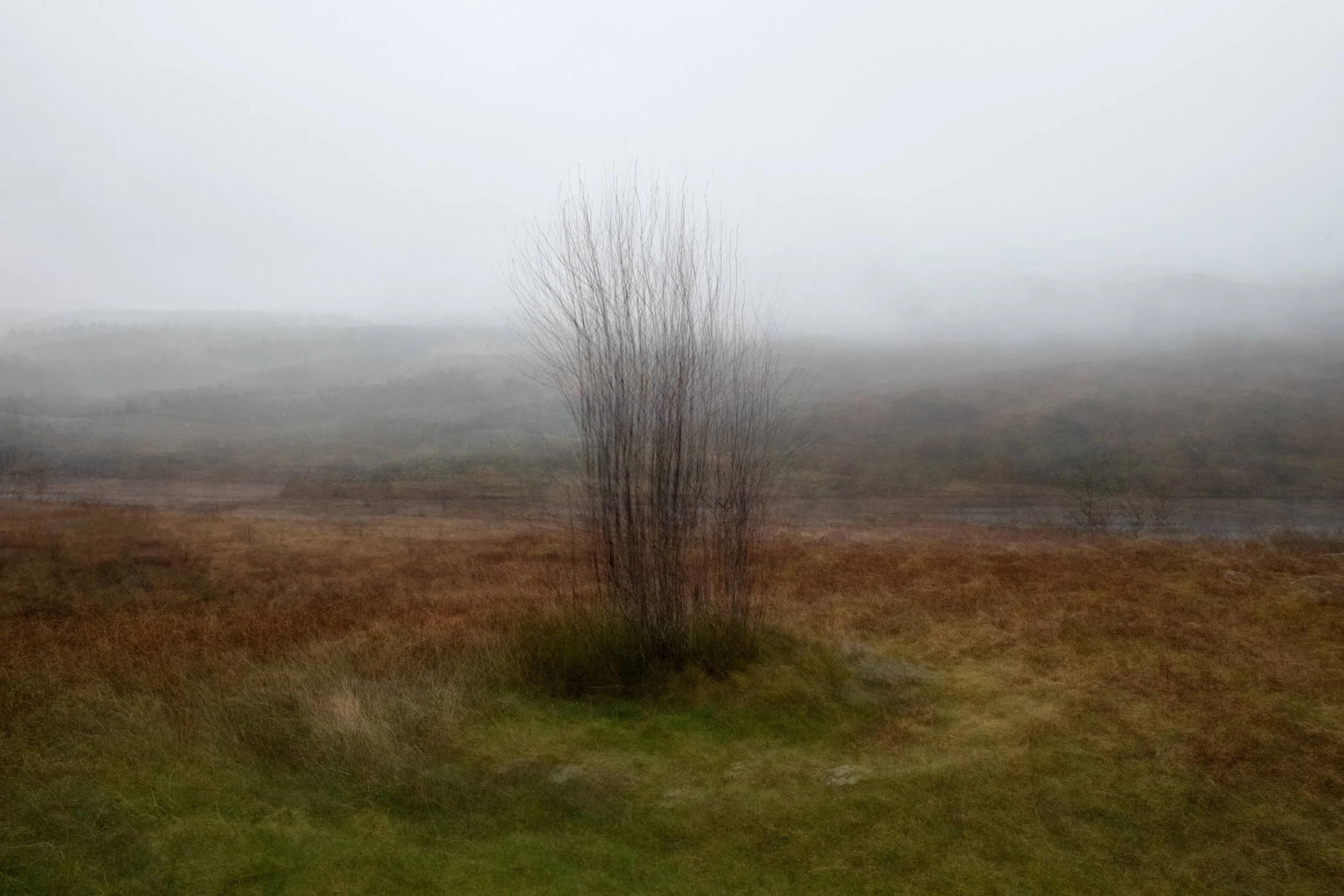 Hush

A delicate sapling anchors the composition, its thin, vertical branches reaching upward into a heavy Welsh mist. Using intentional camera movement, the surrounding landscape softens into muted layers of copper and grey, giving the scene a profo