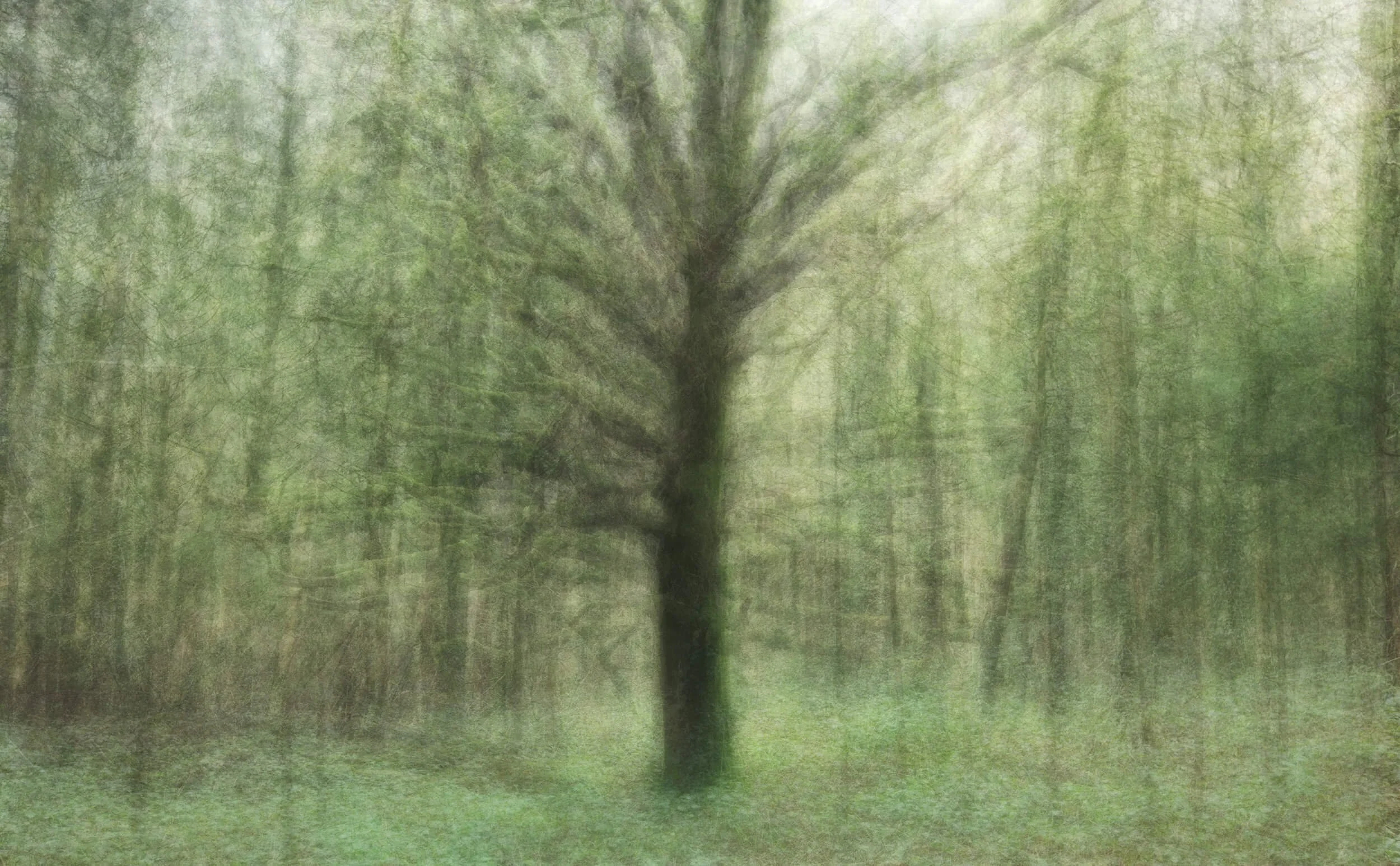 A solitary tree stands at the heart of the woodland, surrounded by layers of soft movement created using the “In The Round” technique. The swirling textures and gentle green tones aim to evoke the quiet atmosphere and subtle energy of being immersed 