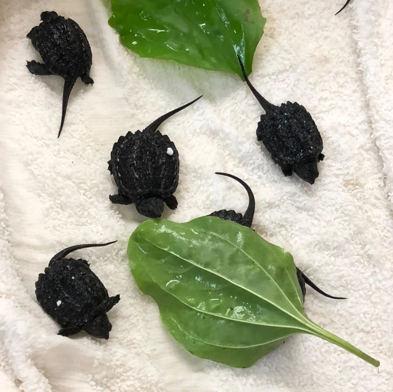 Newly hatched common snapping turtles