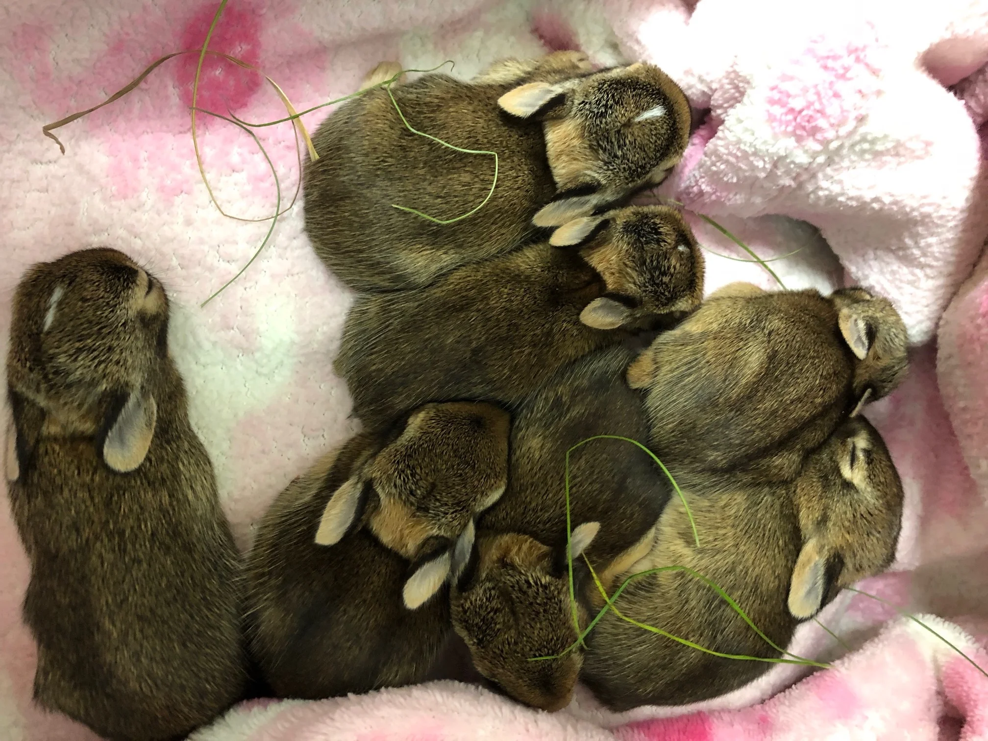 Eastern cottontail orphans cozy in the incubator