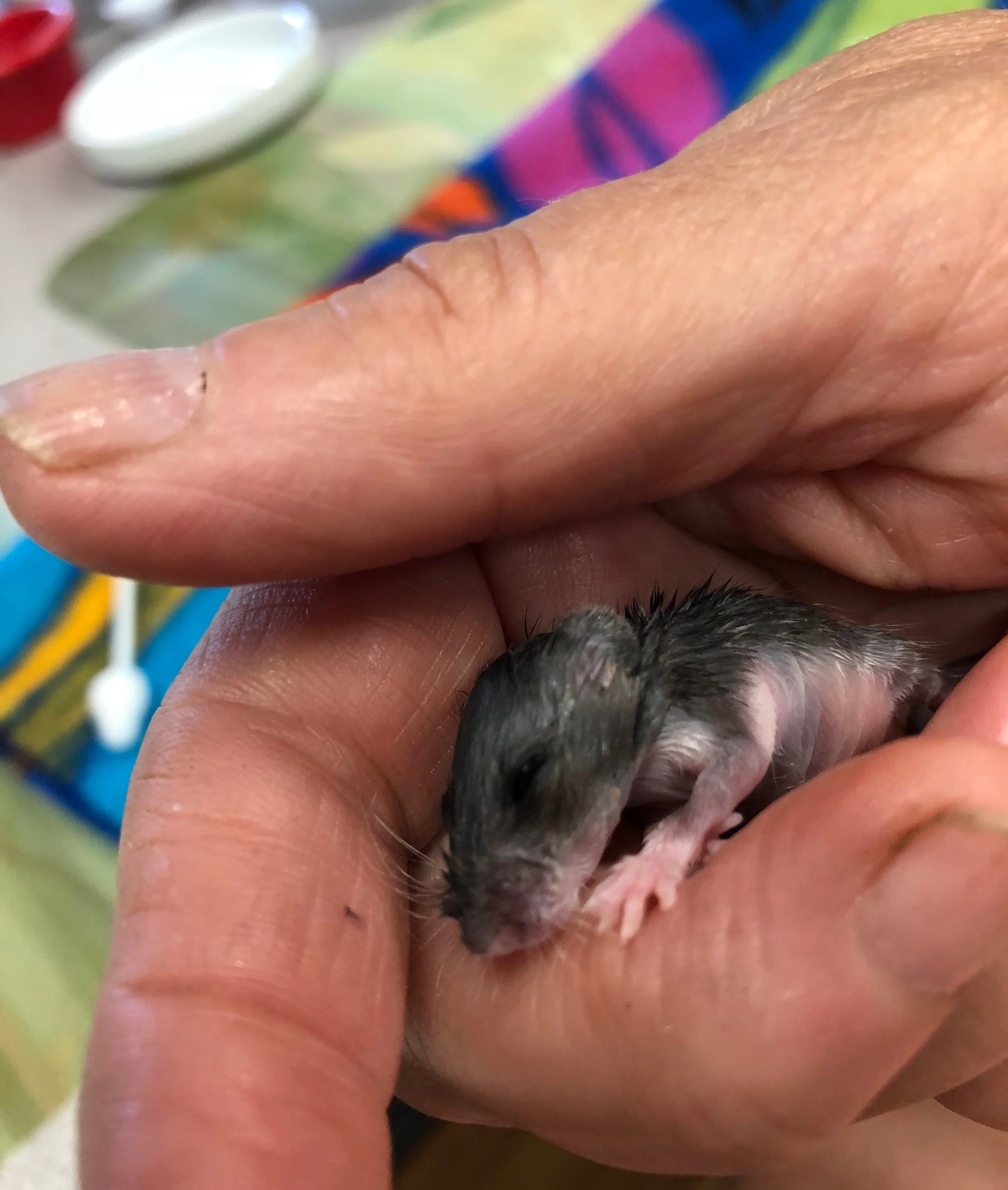 Days old white-footed mouse