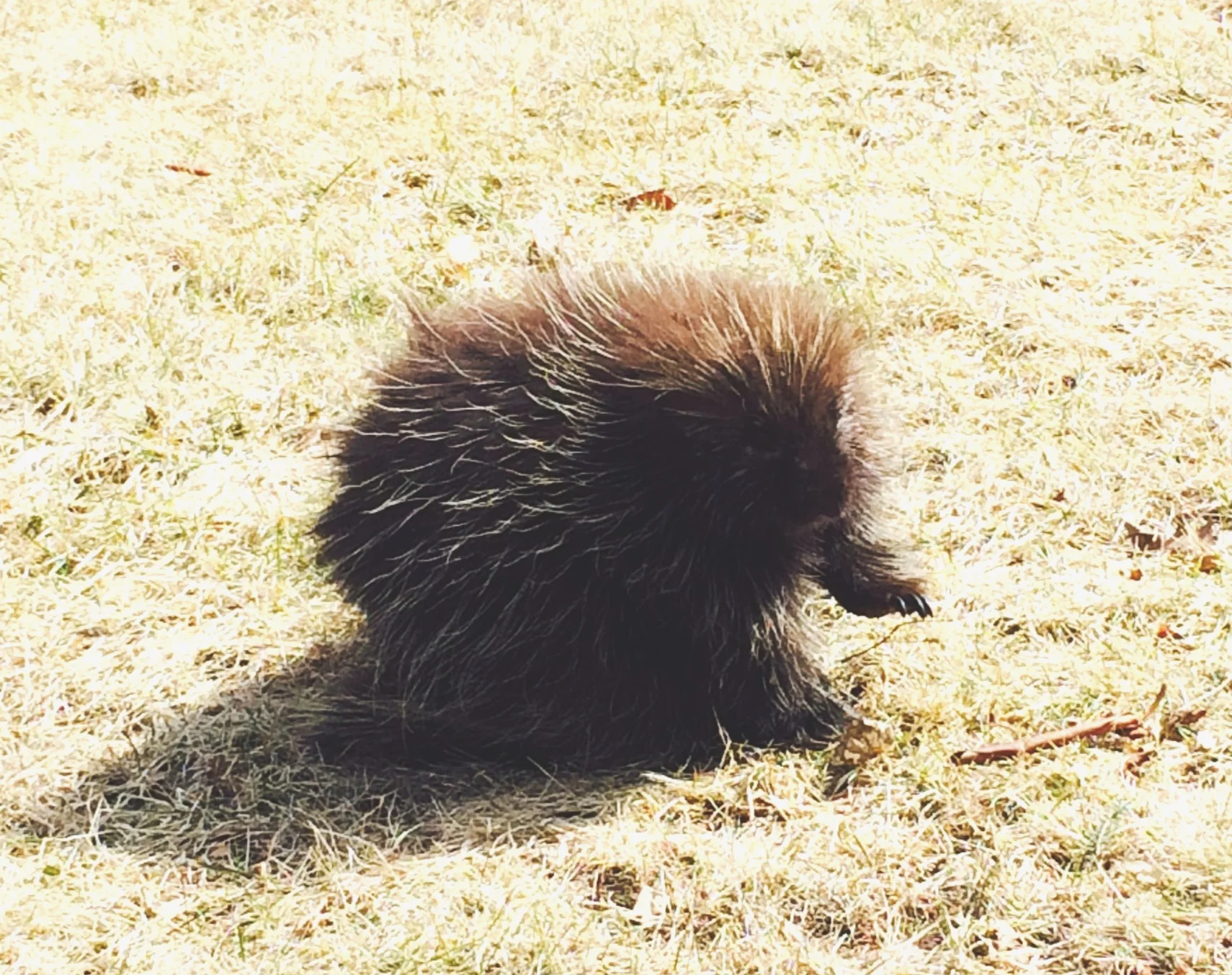 Porcupette (juvenile porcupine)