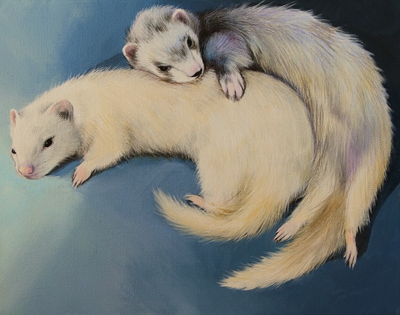 Spooning Ferrets.jpg