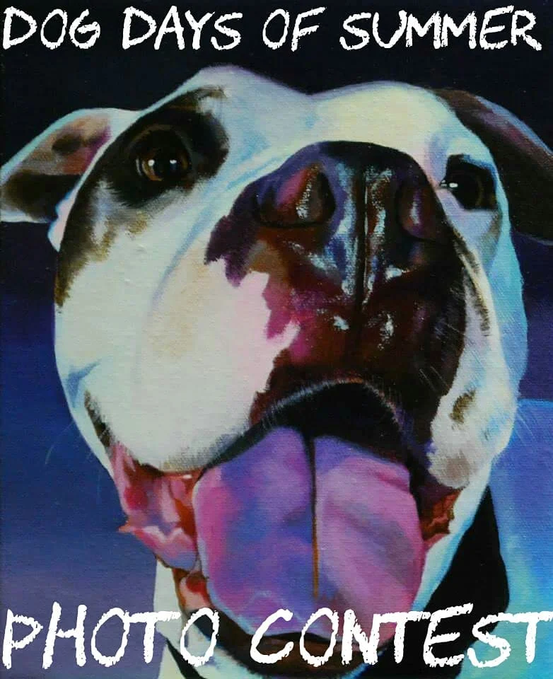 It's time for a "Dog Days of Summer" Instagram photo contest and giveaway! How to enter: Between now and July 21, 2018: 1. Post a picture of your dog (or other pet) enjoying the hot summer months (on your Instagram account)! Your dog can be swimming in a lake, relaxing by a fan, playing in a sprinkler- whatever she or he likes to do! 2.Tag your photo with the hashtag #dogdaysofsummer2018 3. Make sure that you are following @erinmurrayart on Instagram for an announcement about a winner, art updates, and future contests! On July 22, 2018, I will pick a random winner from all of the entries! The winner will receive a gift certificate for a custom 8x10" pet portrait painting! Have fun this summer and good luck!