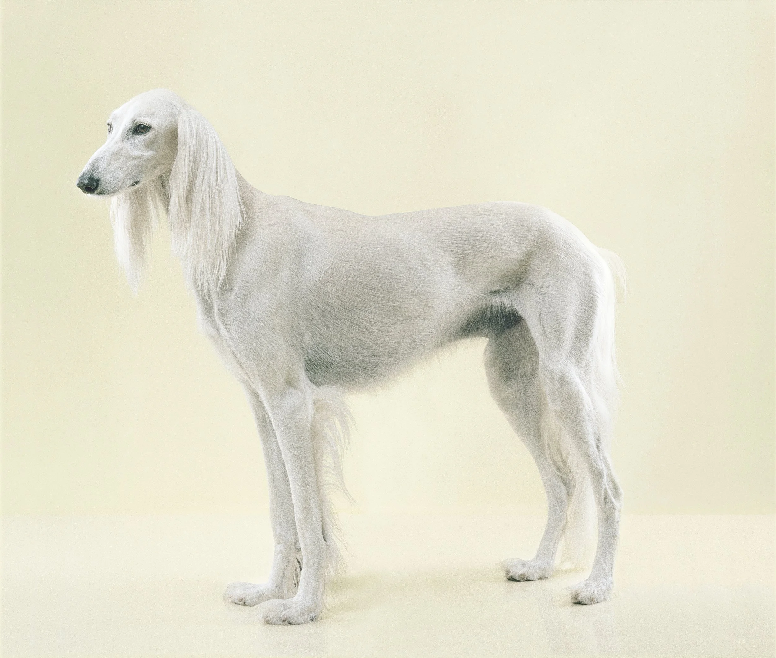 Saluki, 2023, 100x118cm