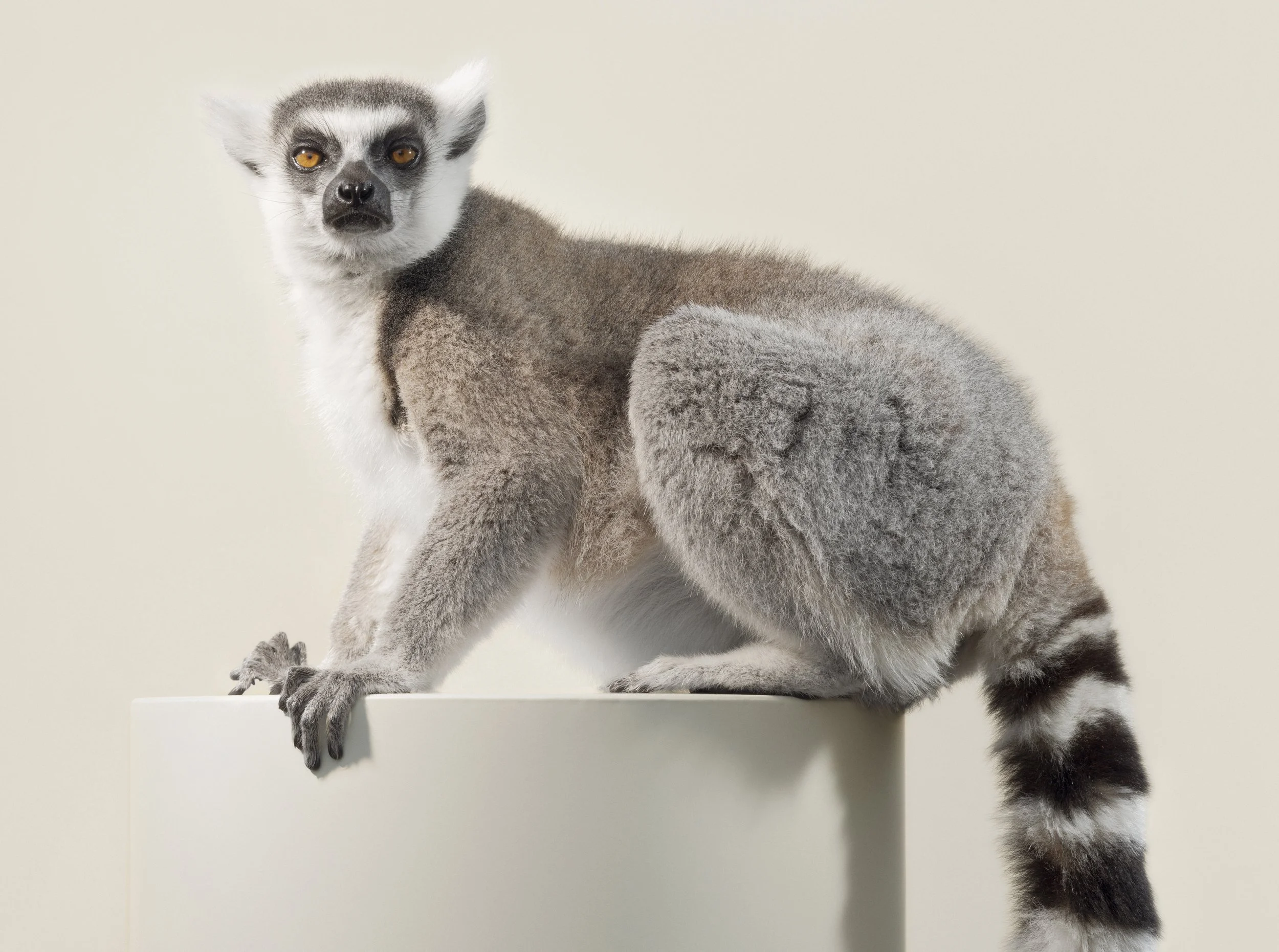 The Lemur Gaze II, 2024, 120x90cm