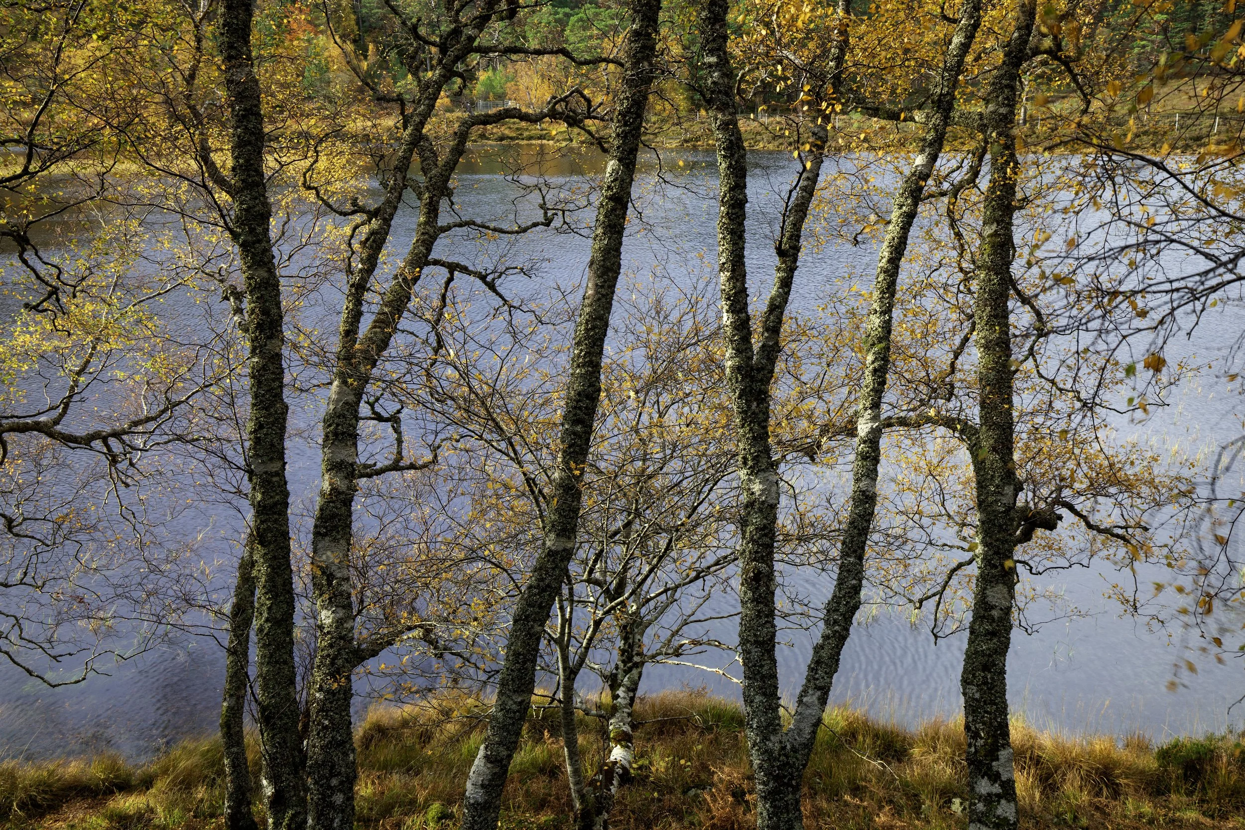 trees without polorizer.jpg